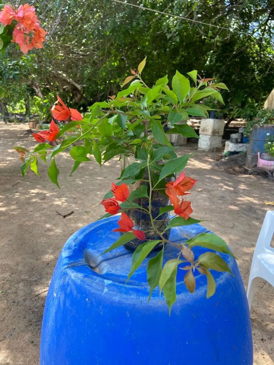 Plantas bougainvillea  - Foto 5
