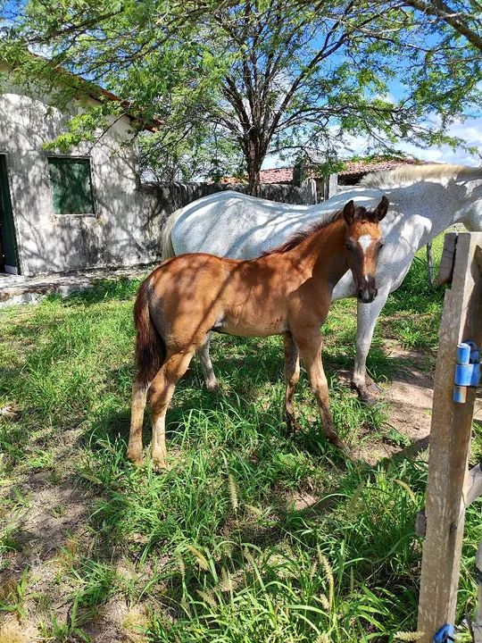 Potro Mangalarga Marchador Neto de Haiti cachubiense 