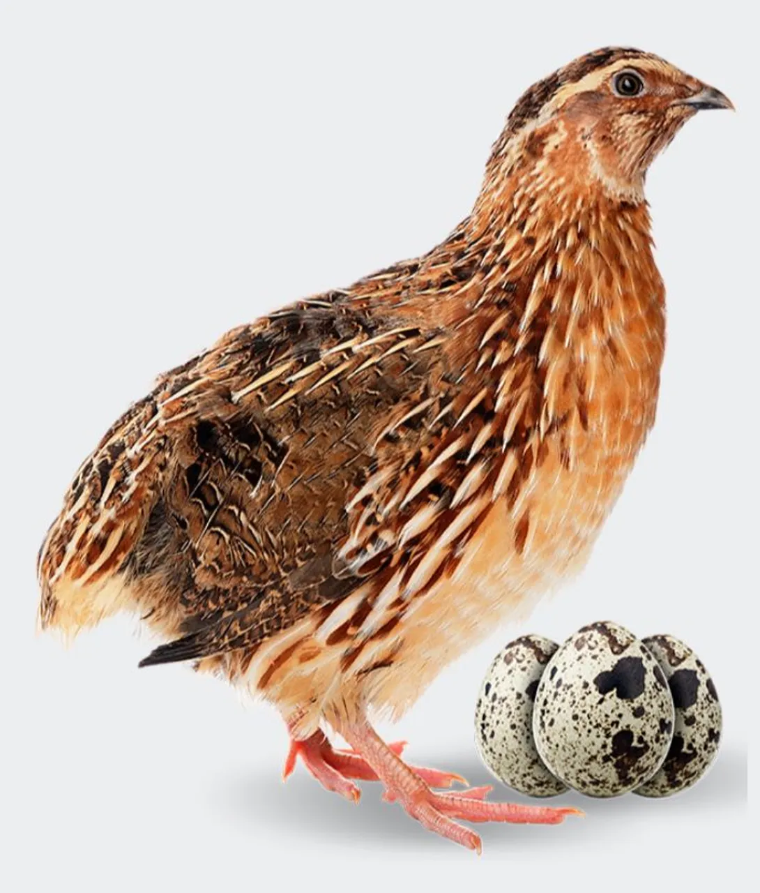 Ovos de codorna gigante