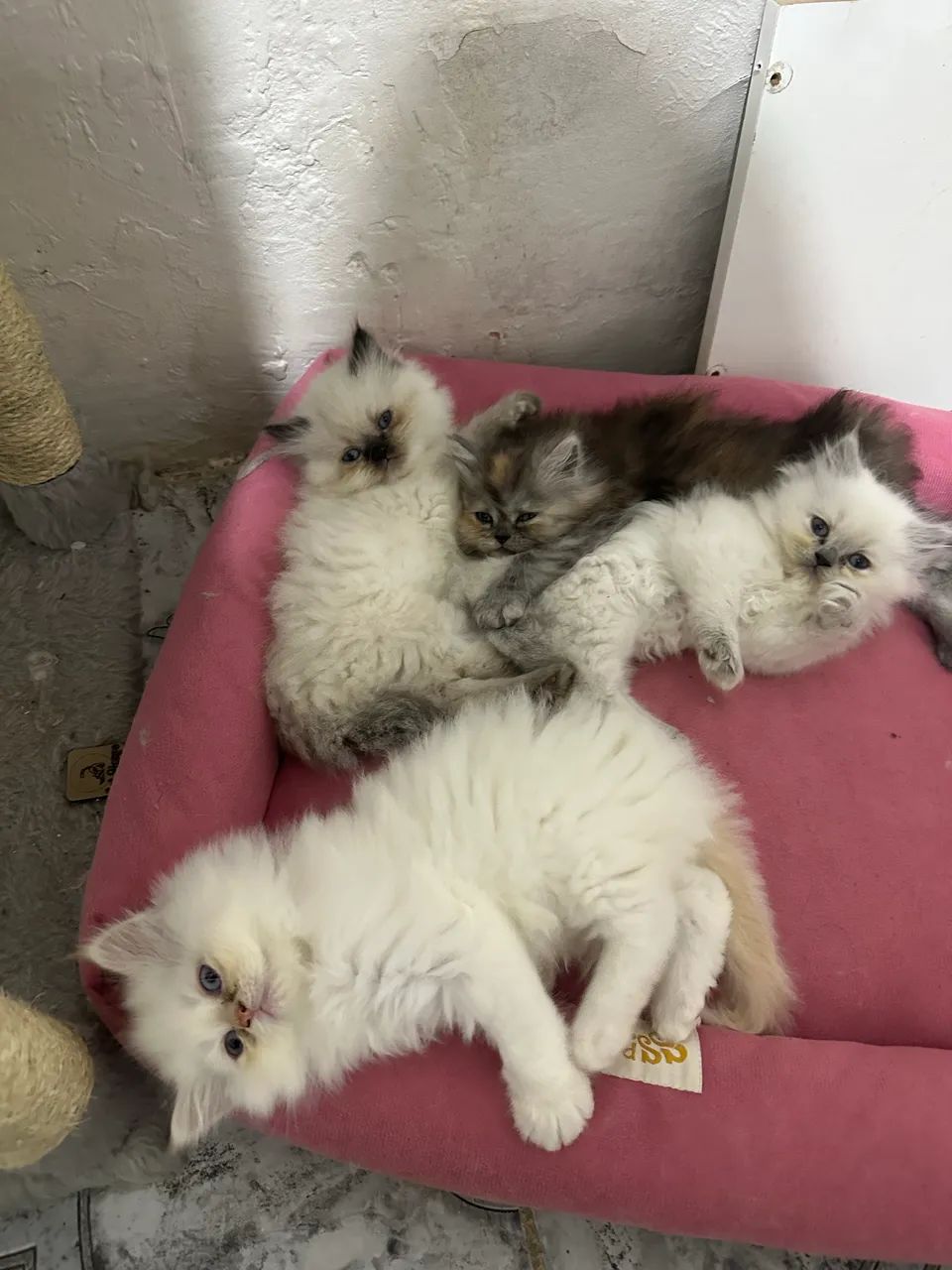 Filhote gato persa himalaia  - Foto 4