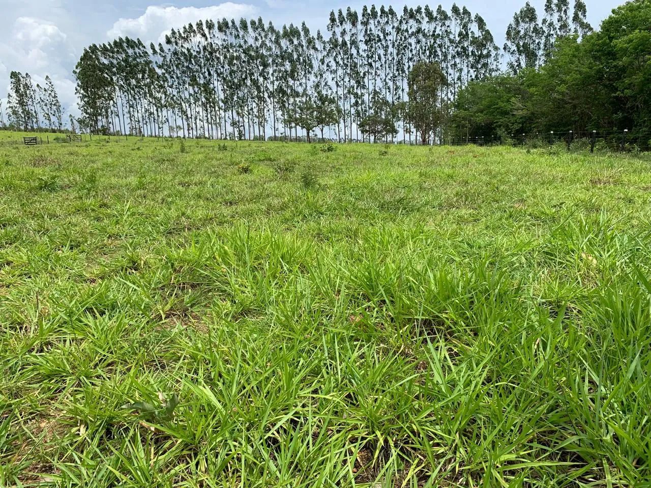 Chácara 1 alqueire ( gameleira de Goiás) - Foto 3