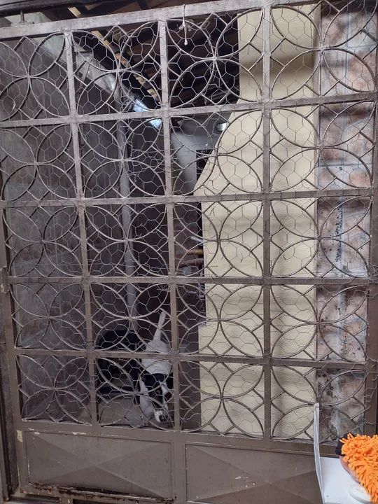 Vendo vaso, pia e grades  - Foto 5