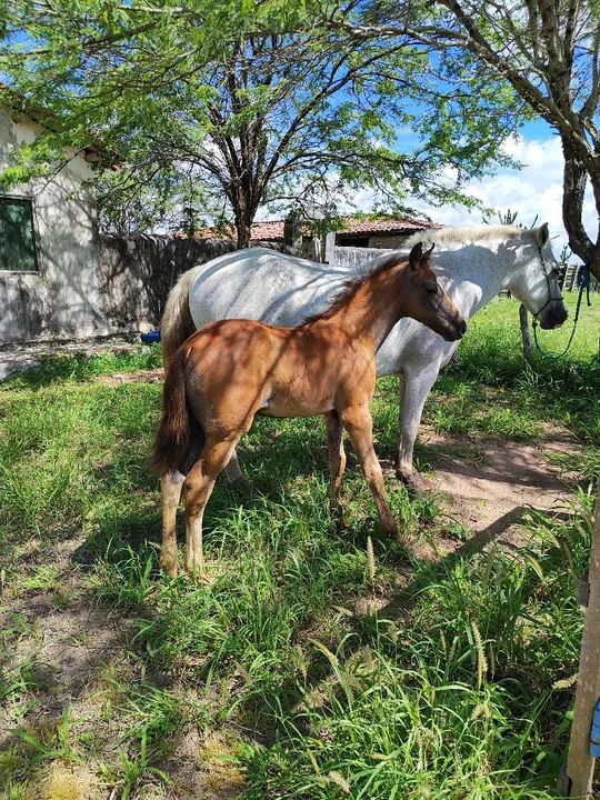 Potro Mangalarga Marchador Neto de Haiti cachubiense  - Foto 4