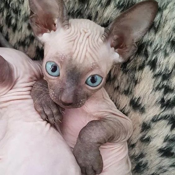 Ótimos Filhotes de Sphynx disponíveis
