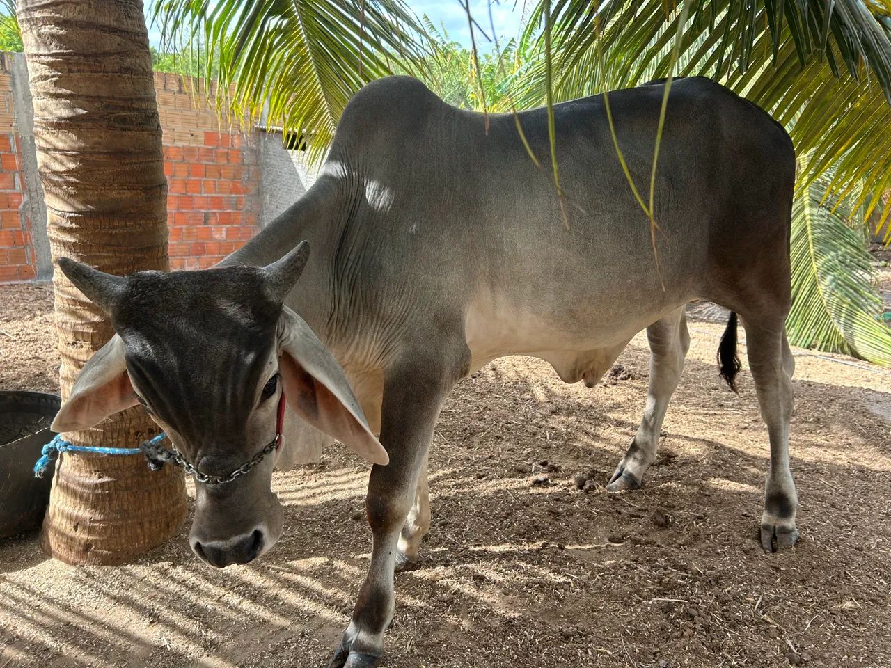 GARROTE GUZERÁ A VENDA