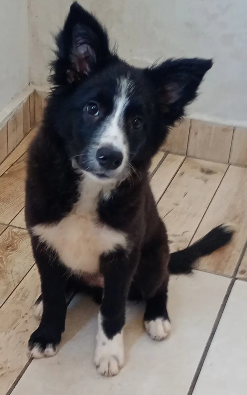 Filhote Border Collie para doação
