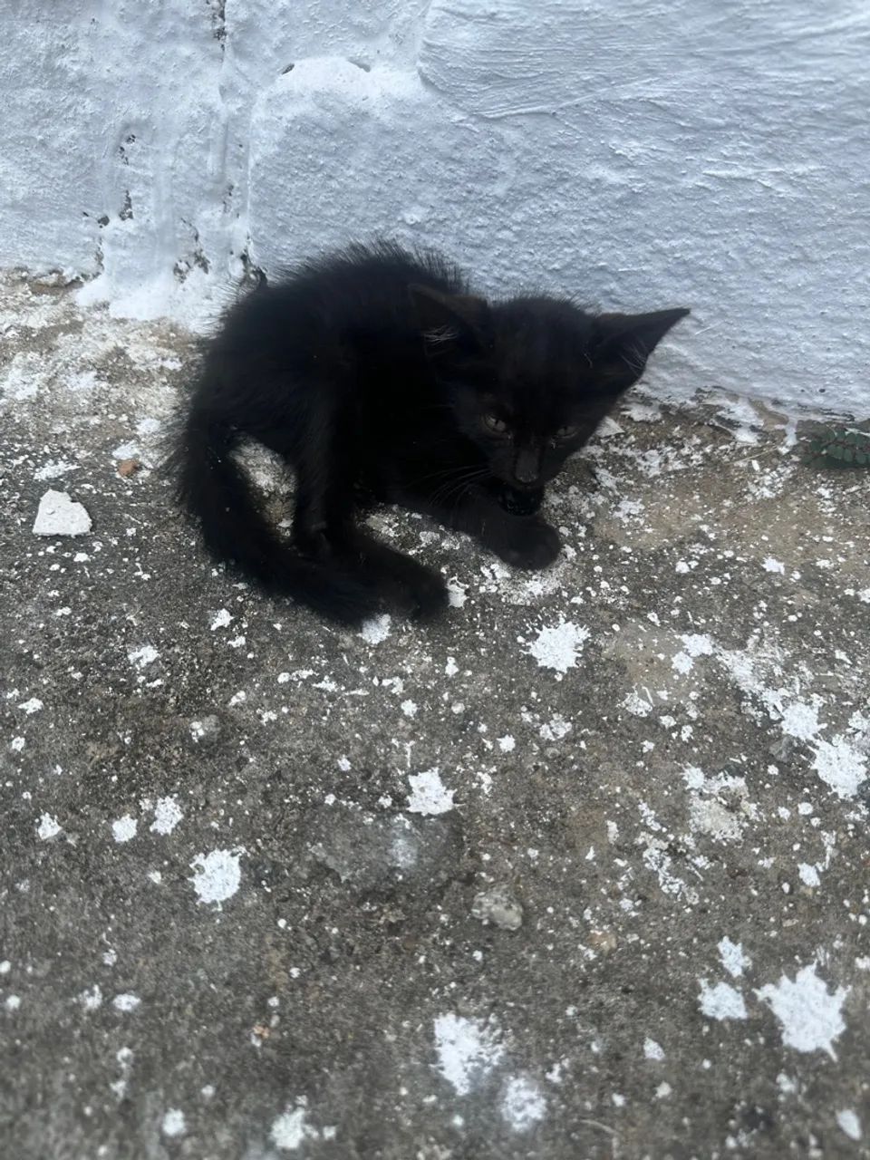 Adote um panterinha bebê solitário das ruas  - Foto 6