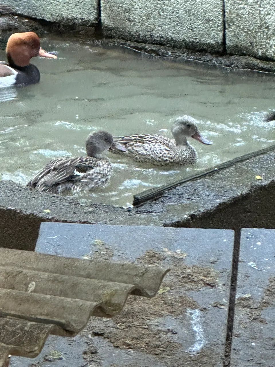 Patos ganso marreco 