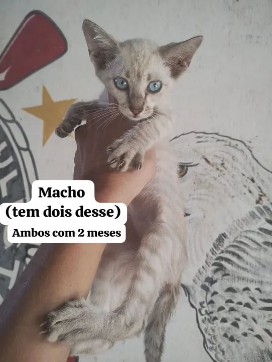 Vários Filhotes de gatinhos para adoção - Foto 4