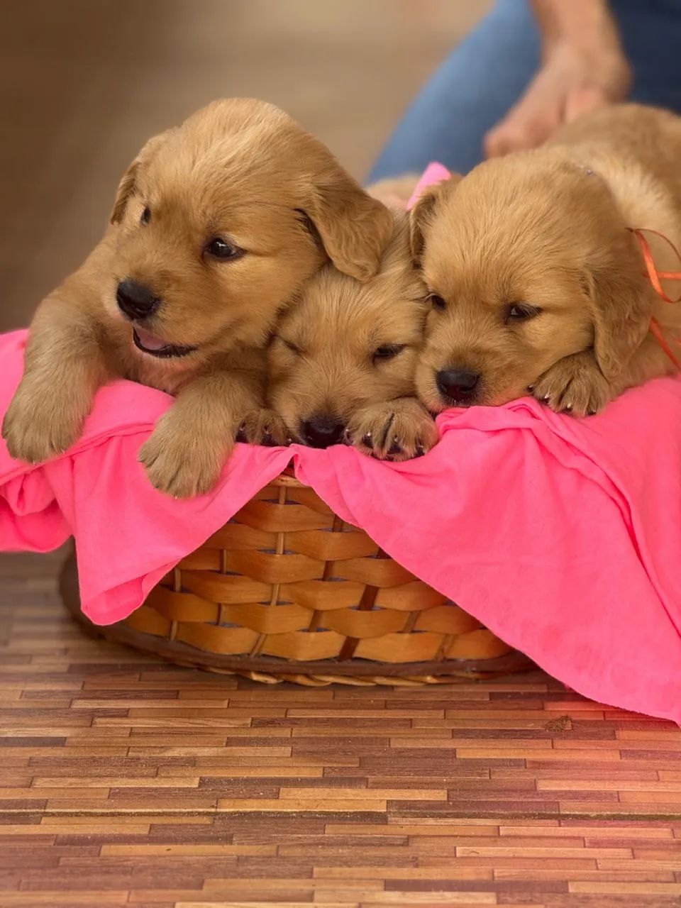 Filhotes de Golden Retriever
