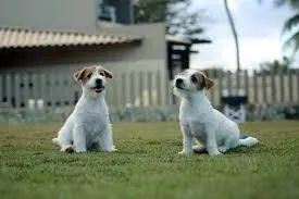 jack russel ageis 