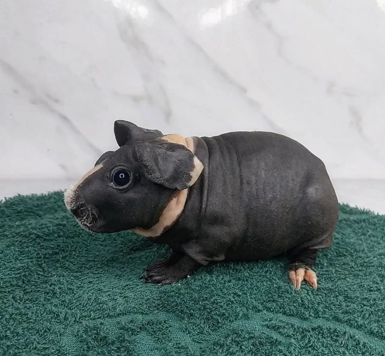 Porquinho da índia preto e branco