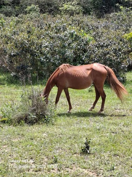 Égua para venda - Foto 3