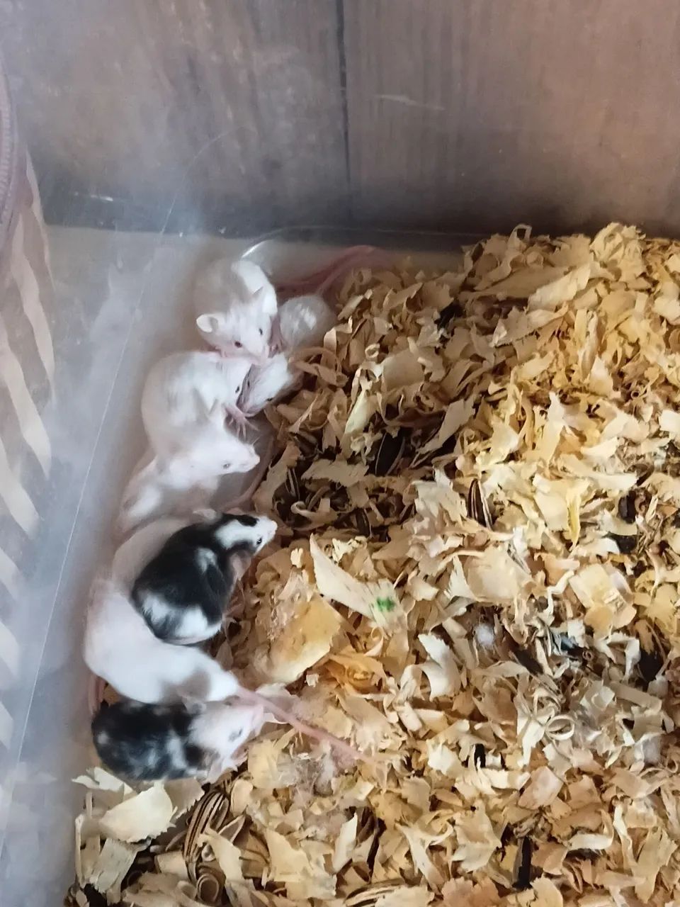 Ratos camundongo de laboratório 