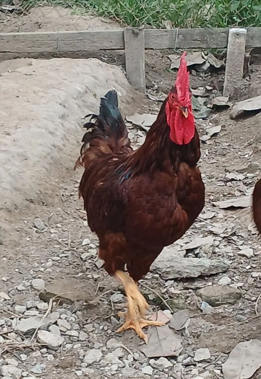 Galo rhodia island red  - Foto 4