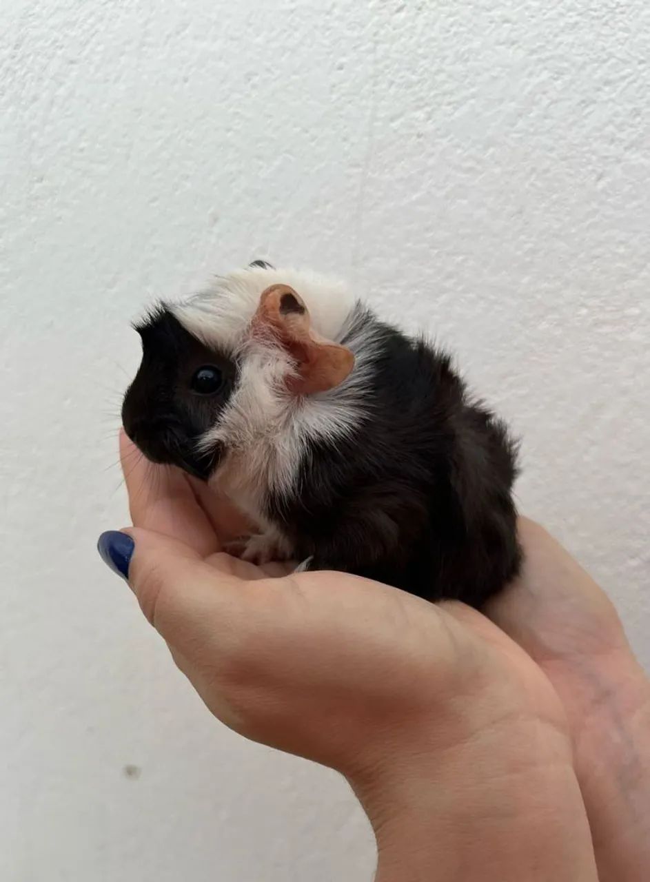 Filhotes de porquinho da india 