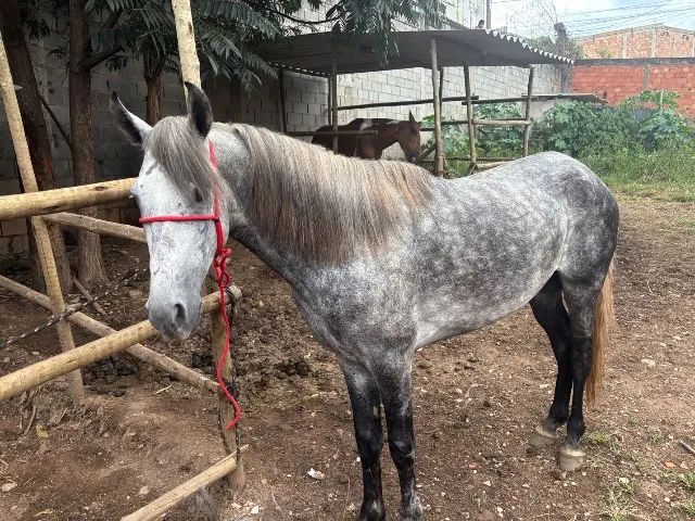 Cavalo Mangalarga Marchador 