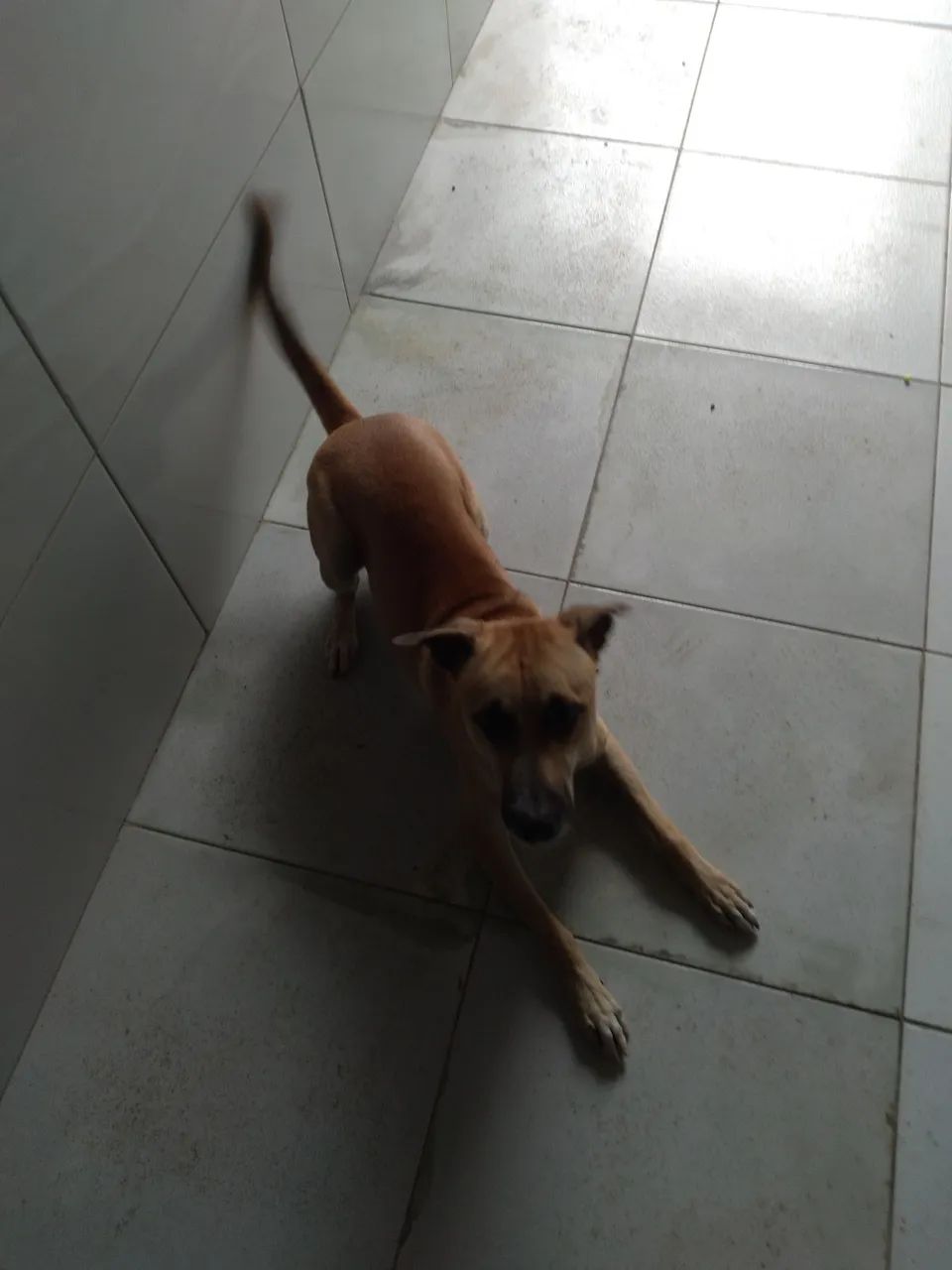 Cachorro caramelo para adoção