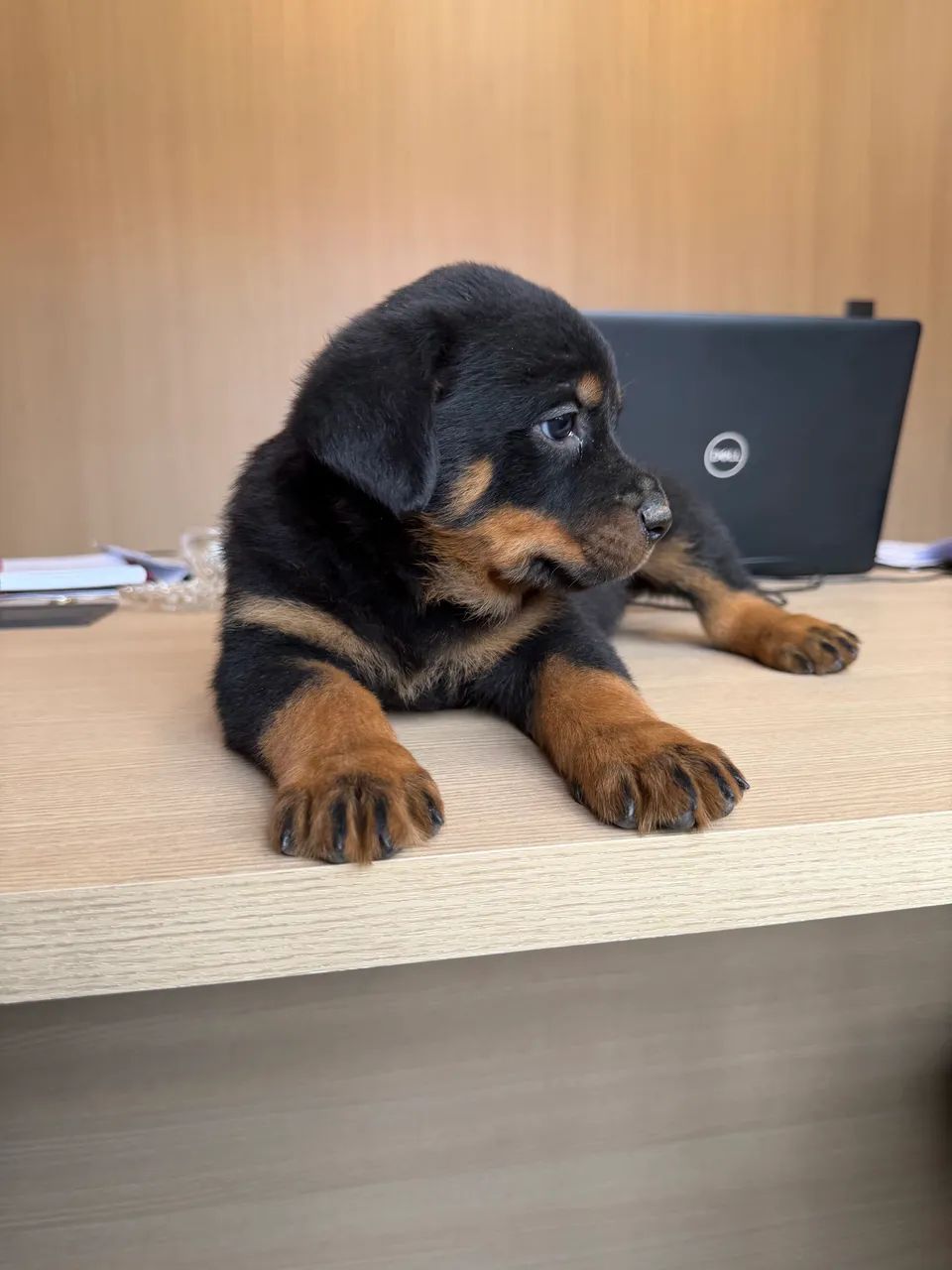 Filhotes de Rottweiler a pronta entrega - Foto 5