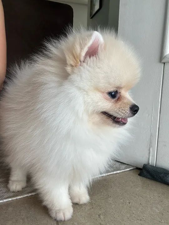 Filhote spitz alemão fêmea  - Foto 3