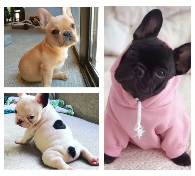 Bulldog Francês Filhotes - Entregues com Vacina Importada