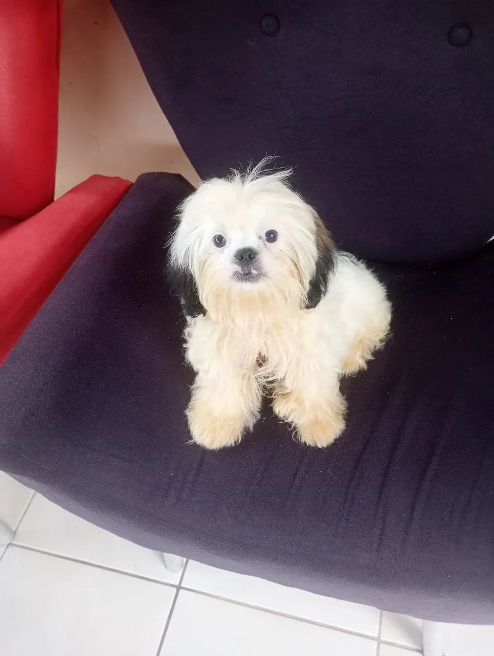 Lindo shihtzu macho