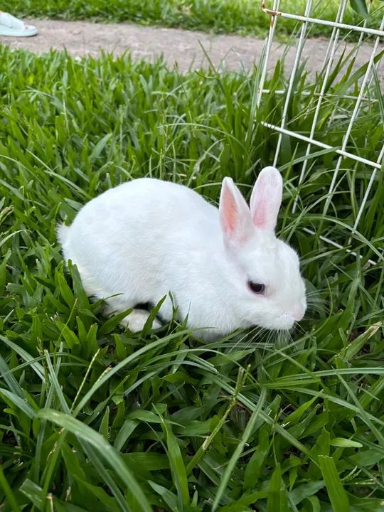 Coelho branco fêmea - Foto 3