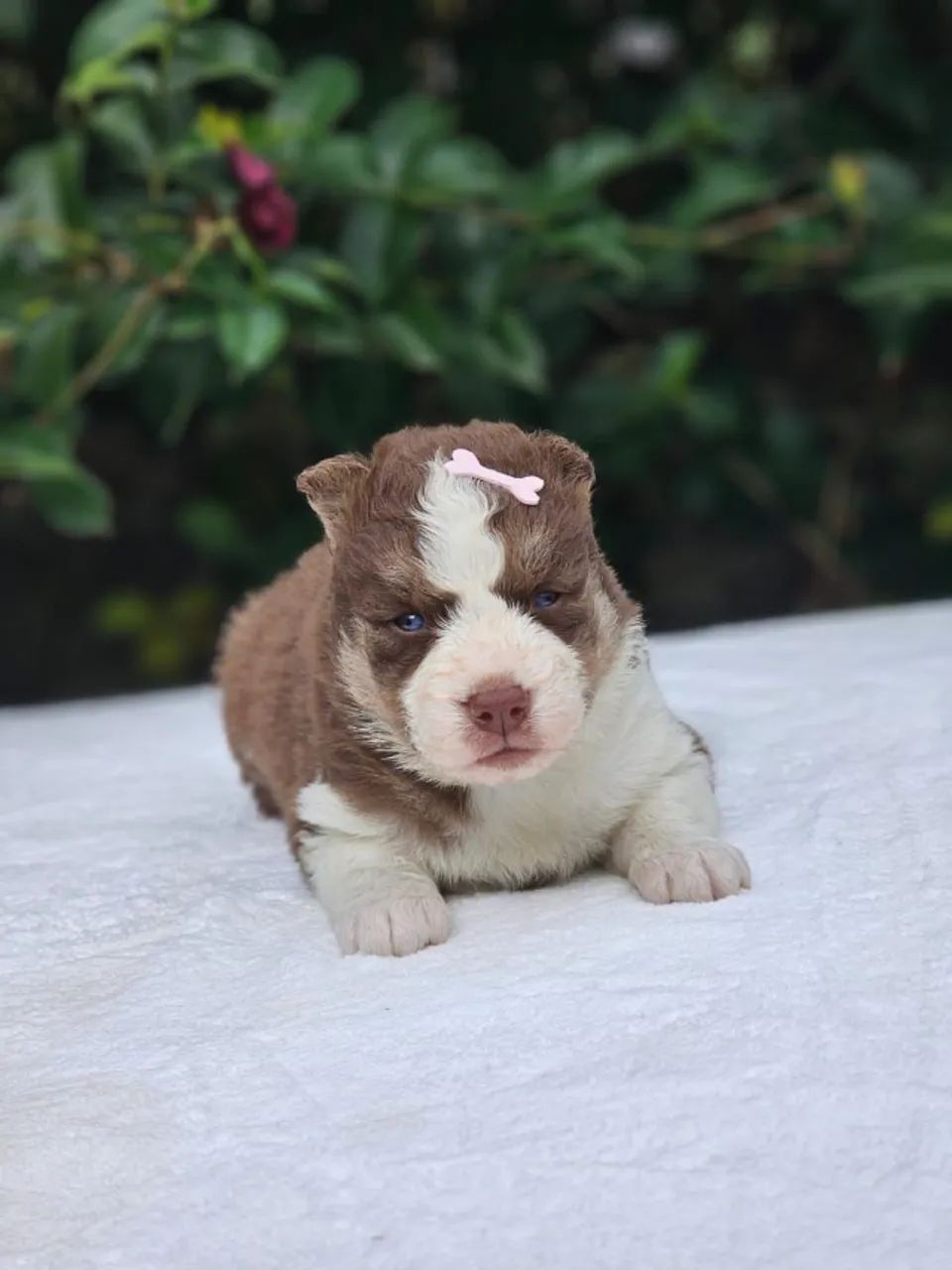 Husky Siberiano | Excelente Genética 