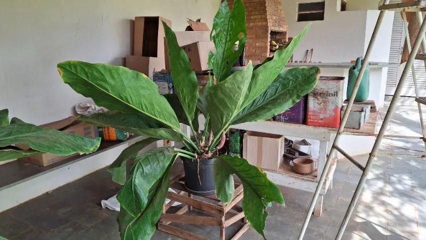 Anthurium no vaso, excelente para hall de empresa - Foto 2