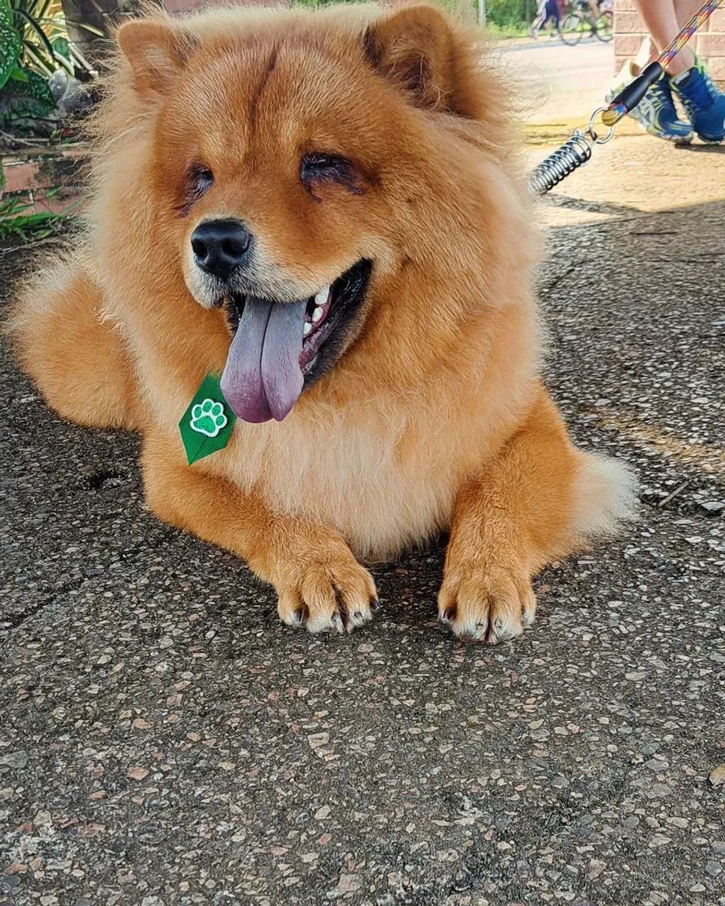MEU NOME E SIMBA TENHO 2 ANOS, ESTOU PROCURANDO UMA NAMORADA. - Foto 2