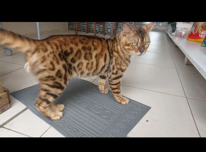 Gato Bengal filhote - Foto 5