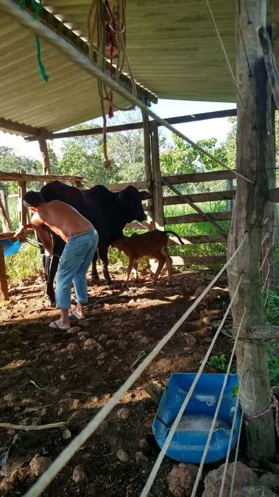 Fazenda 25 hectares  - Foto 3