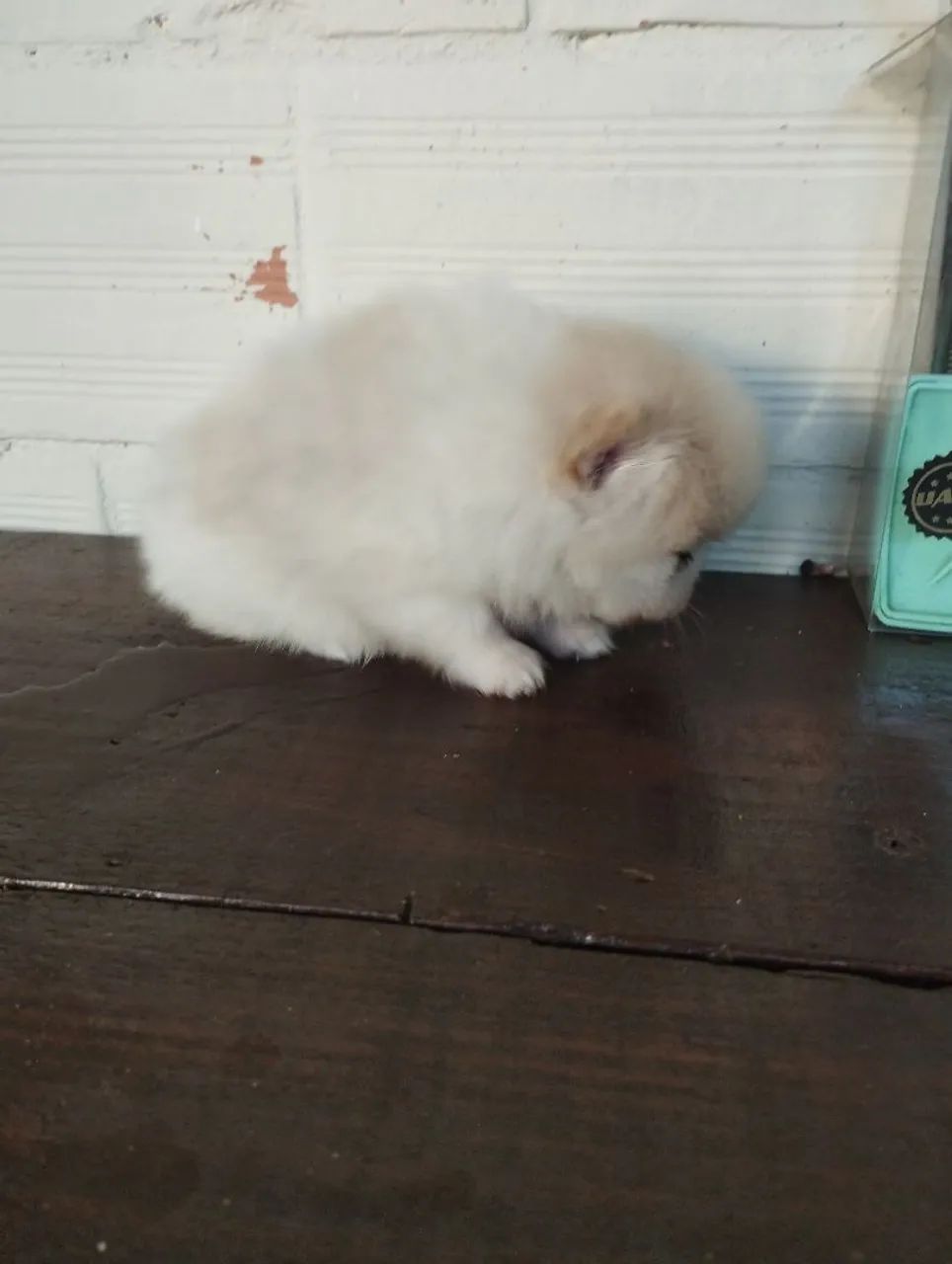 Lulu da Pomerânia Filhote (pais anões) - Foto 2