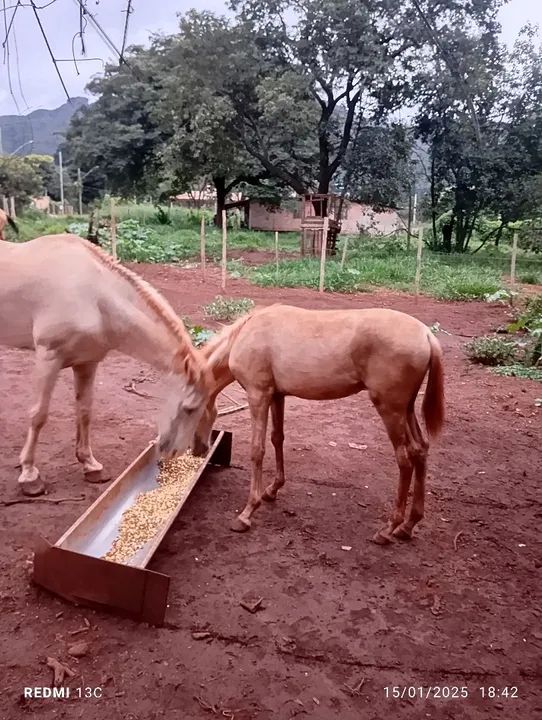 Potro mangalarga sem registro 