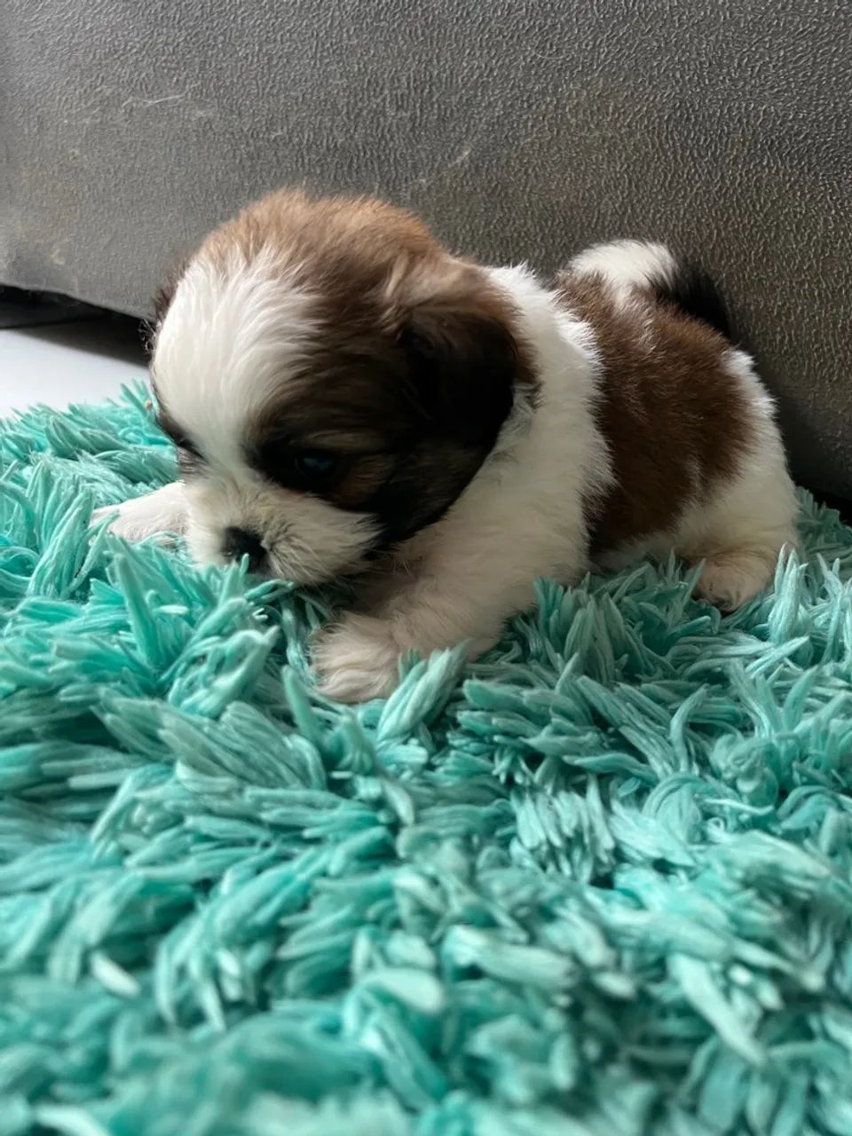 Filhote de Splitz (Lulu da Pomerania) 