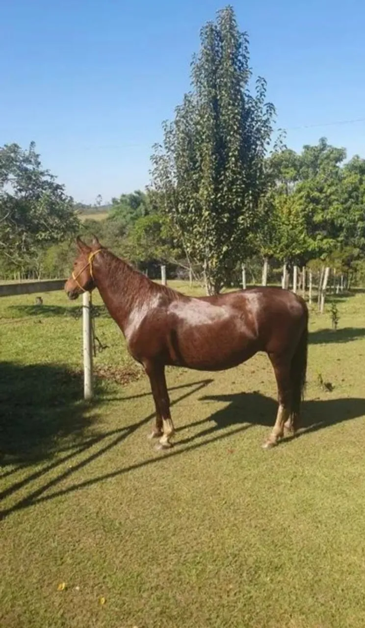 Cavalo (Égua) Mangalarga Paulista