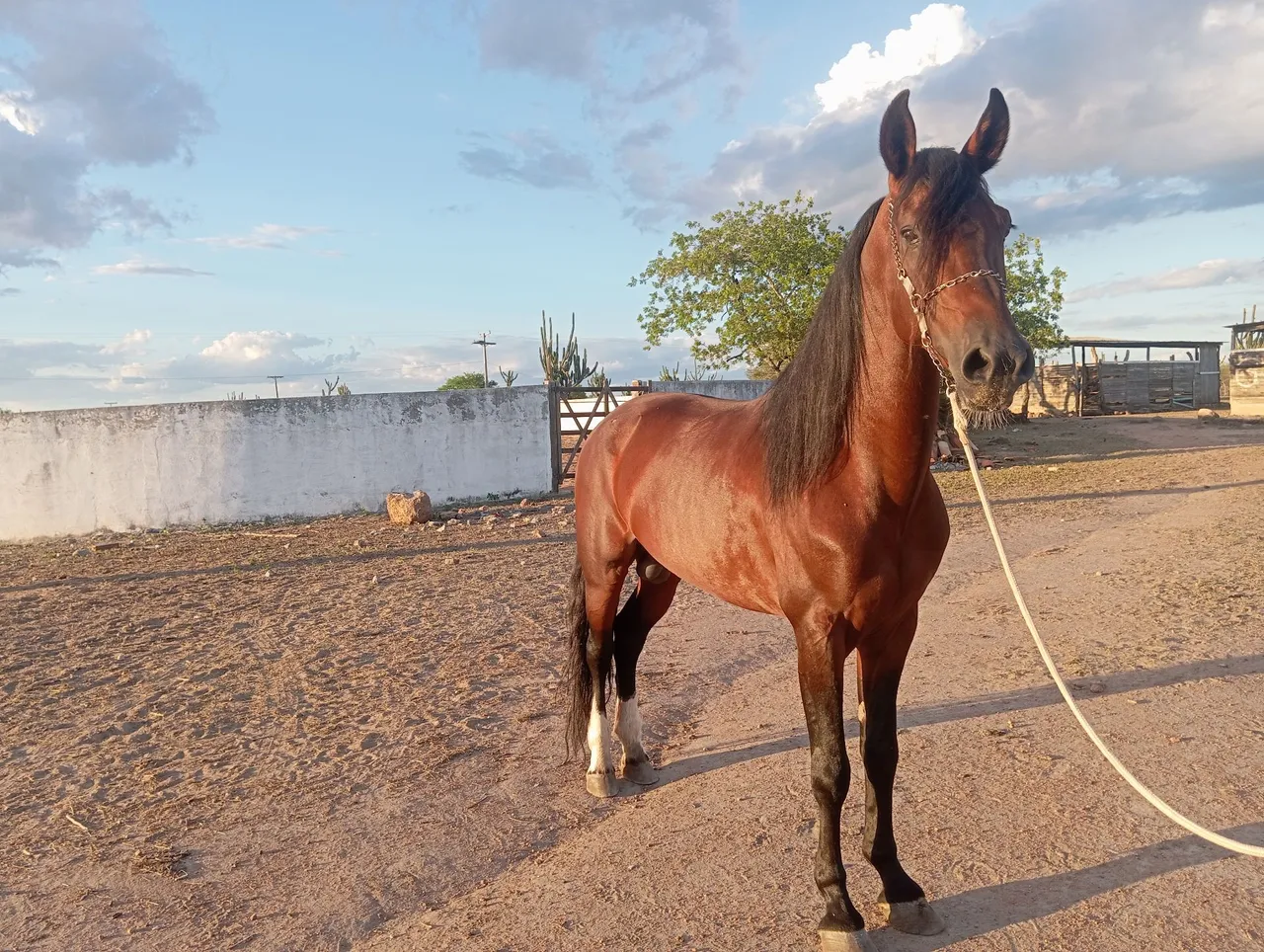 Vendo cavalo filho do Amado Ipê
