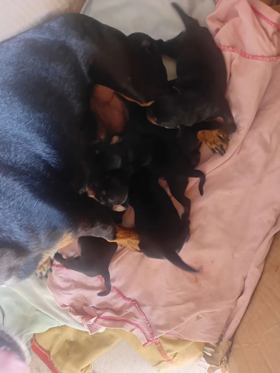 Filhotes de pinscher