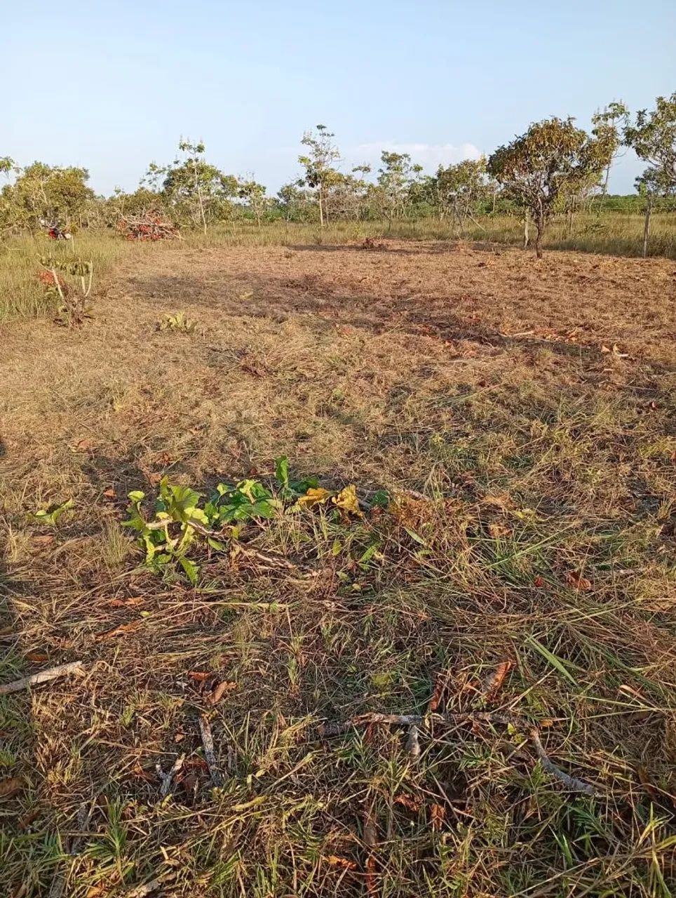 Foto - Macapá - Novo Bosque