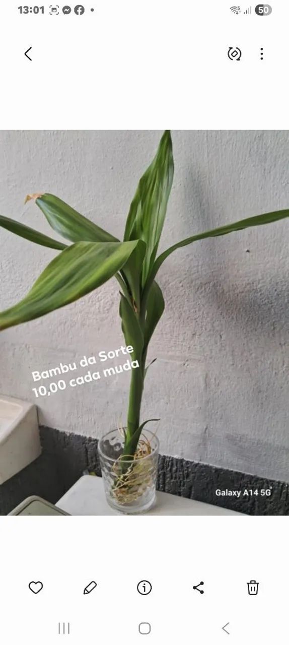 Bambu da Sorte (mudas)