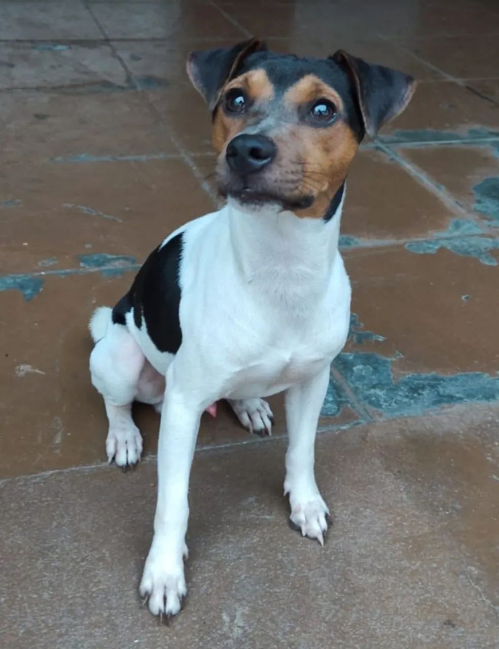 Fox paulistinha (Terrier Brasileiro) Cachorros Centro, Iguaba