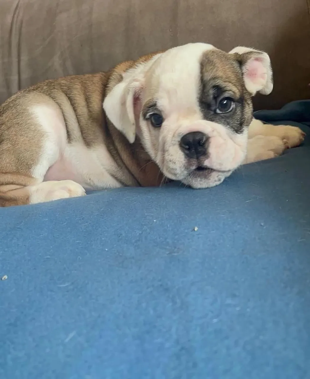Filhote de Bulldog Inglês - Puro Sangue