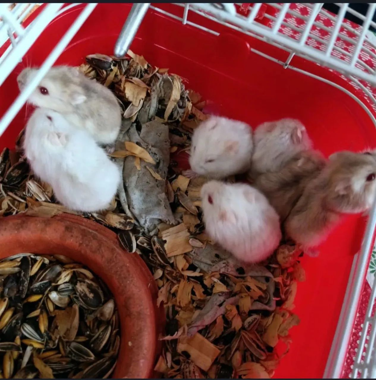 Hamster anão russo Roedores Floramar, Belo Horizonte