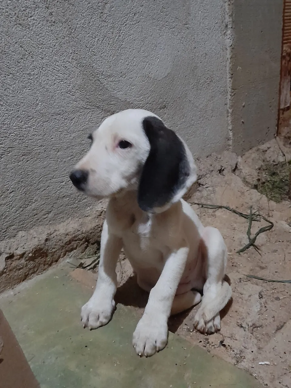Fox hound americano disponível