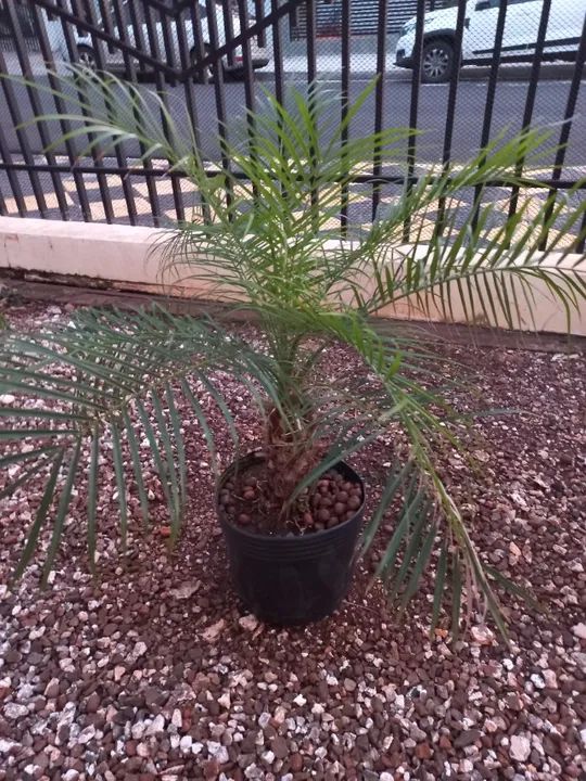 Fênix, cica, gabiroba, acerola, pitanga, nespera( ameixa amarela graúda ) - Foto 2