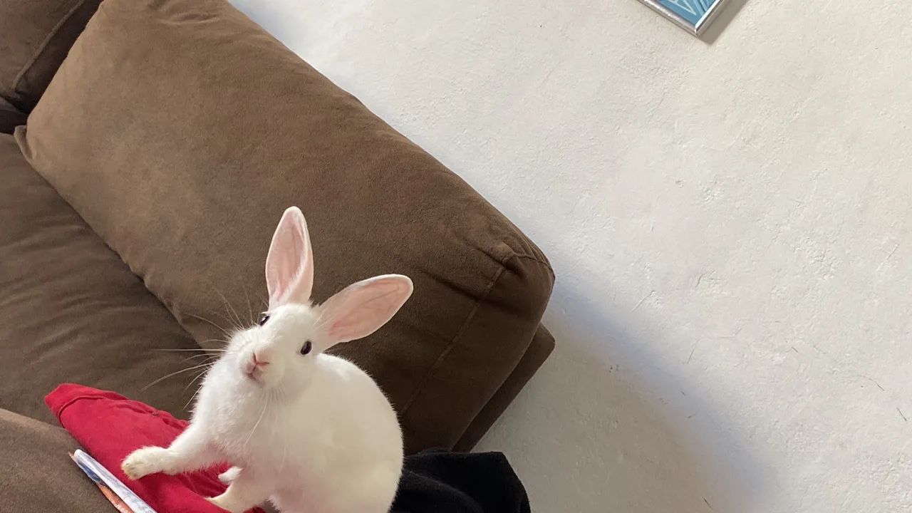 Coelhinho Branco Fofo para Adoção - Foto 2