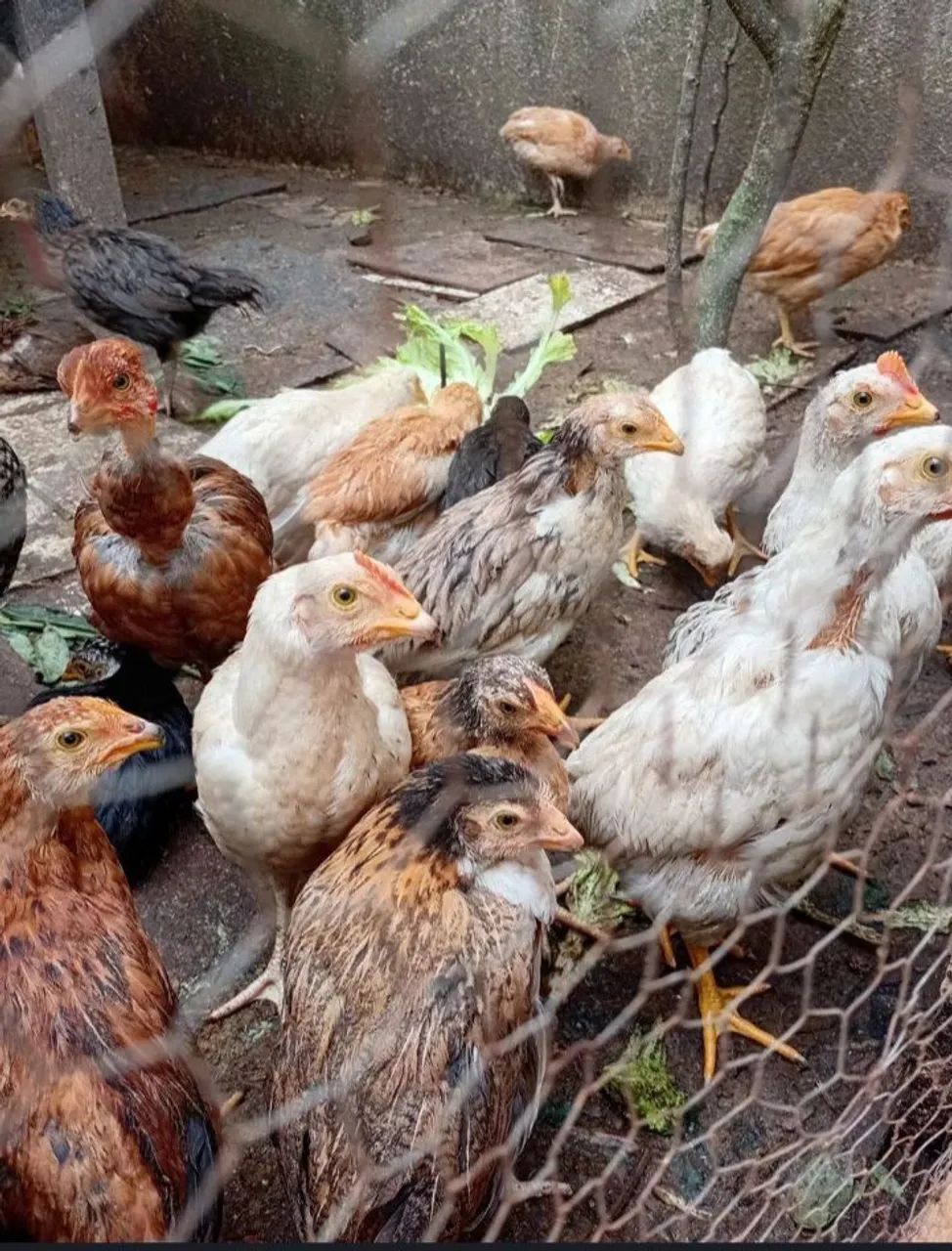 Lote de aves 40 unidades 