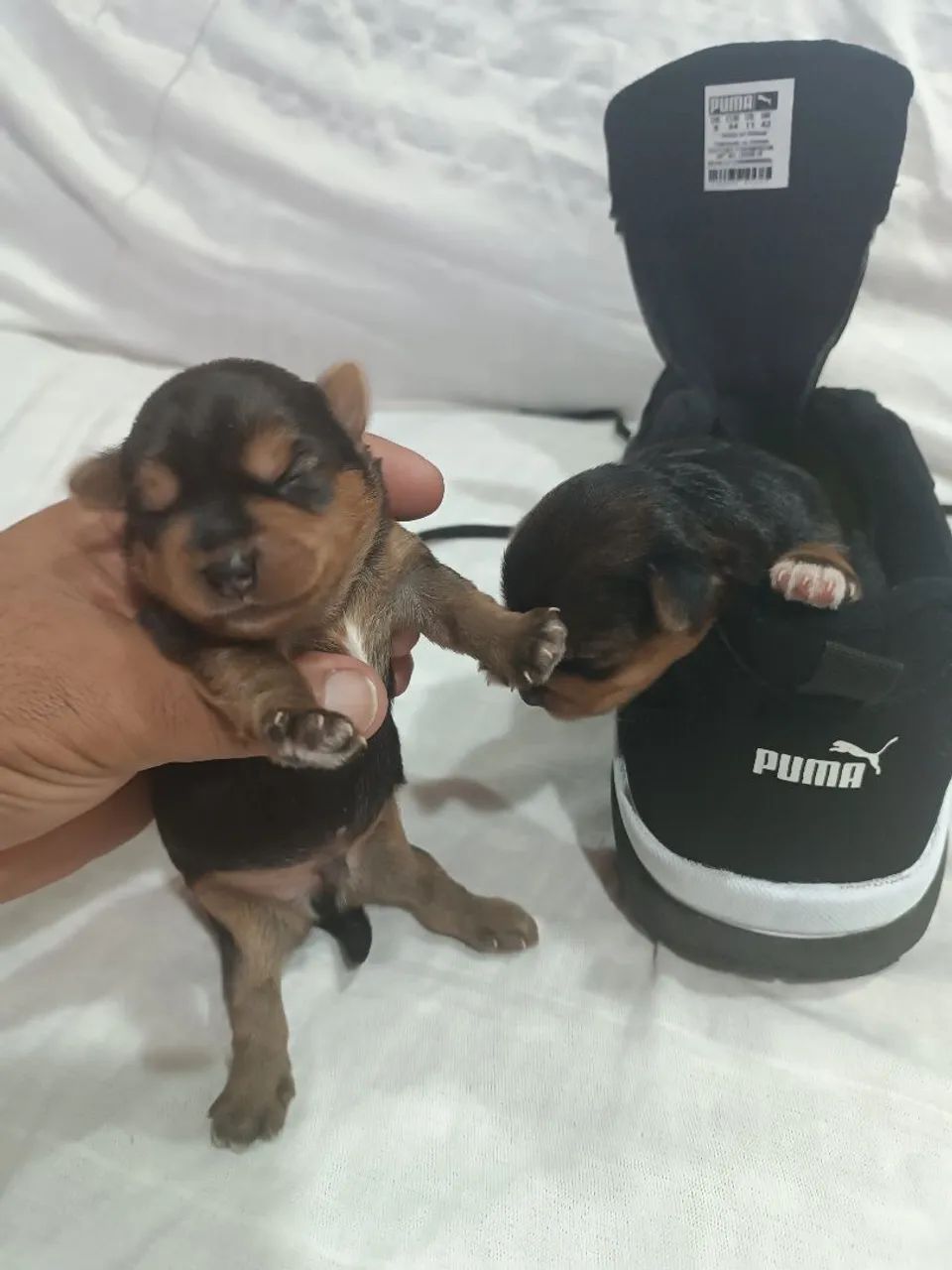 Yorkshire micro legítimo  - Foto 2