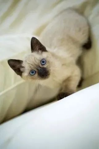 gatinho gatinho o seu bebe de siames esta aqui - Foto 3