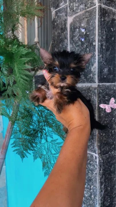 Yorkshire Micrinhos Fêmeas e machos Leia! Aceito cartão  - Foto 2